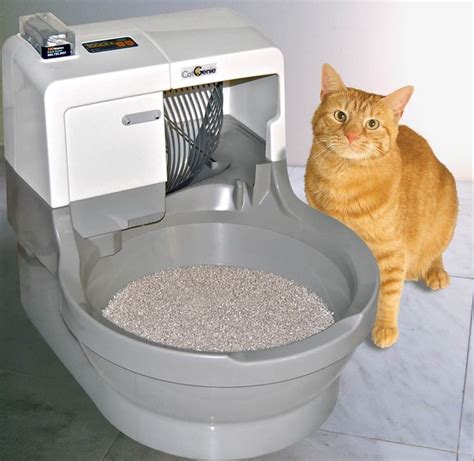 how to get cat used to electric litter box|litter box disinfectant.